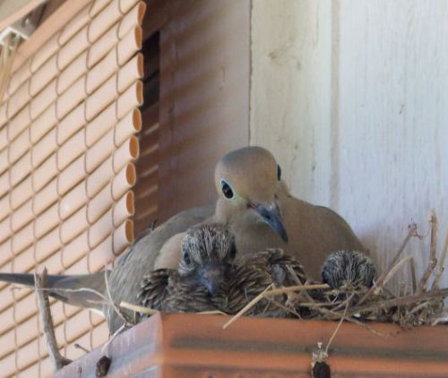 Dove&Chick1