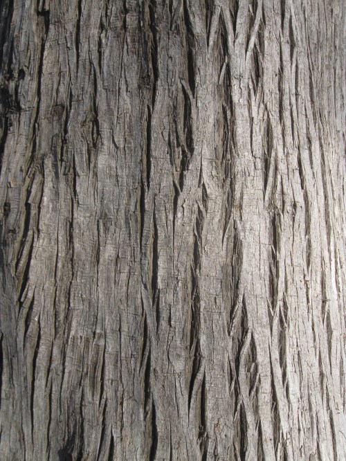 Bark