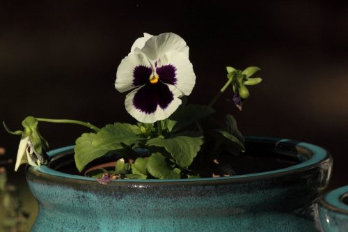 Pansy